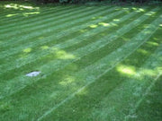 Blackjack Bermudagrass Seed,perfect for the home lawn, parks &r sports fields. - Caribbean garden seed