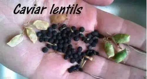 BLACK LENTIL SEEDS (Lens culinaris) Indian Heirloom - Caribbean garden seed