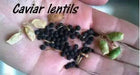 BLACK LENTIL SEEDS (Lens culinaris) Indian Heirloom - Caribbean garden seed