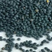 BLACK LENTIL SEEDS (Lens culinaris) Indian Heirloom - Caribbean garden seed