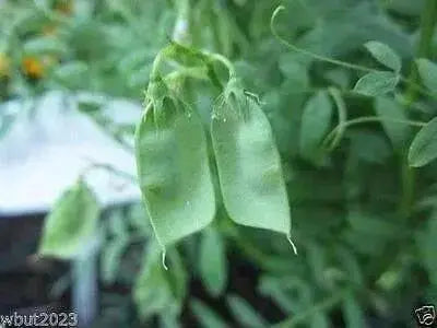 BLACK LENTIL SEEDS (Lens culinaris) Indian Heirloom - Caribbean garden seed