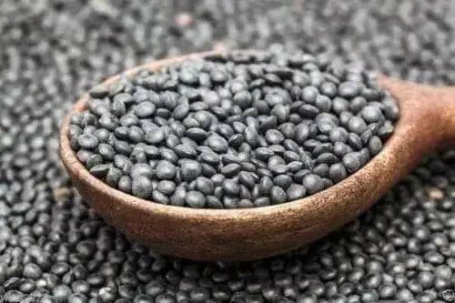 BLACK LENTIL SEEDS (Lens culinaris) Indian Heirloom - Caribbean garden seed