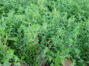 BLACK LENTIL SEEDS (Lens culinaris) Indian Heirloom - Caribbean garden seed