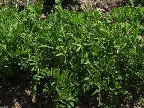 BLACK LENTIL SEEDS (Lens culinaris) Indian Heirloom - Caribbean garden seed