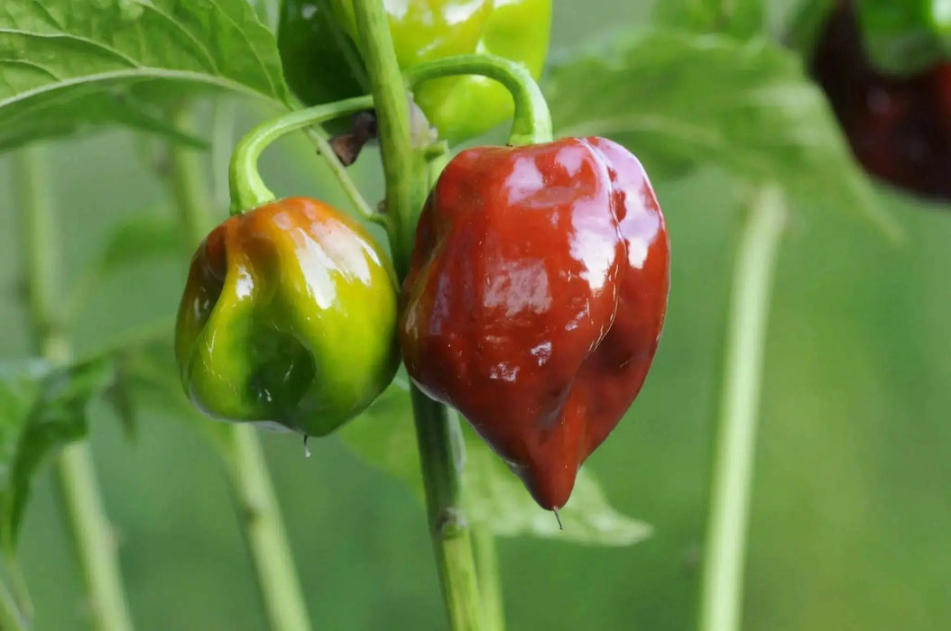 BLACK STRINGER PEPPER  Seeds, Capsicum annuum cally Grown - Caribbean garden seed