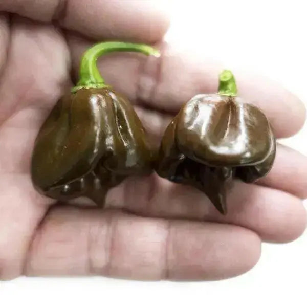 BLACK STRINGER PEPPER  Seeds, Capsicum annuum cally Grown - Caribbean garden seed