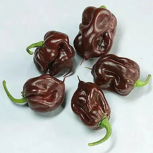 BLACK STRINGER PEPPER  Seeds, Capsicum annuum cally Grown - Caribbean garden seed