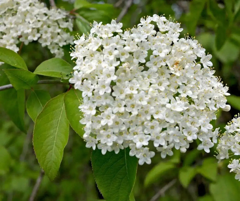 Blackhaw ,Viburnum prunifolium Tree Seeds, white flowers - Caribbean garden seed
