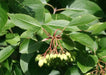 Blackhaw ,Viburnum prunifolium Tree Seeds, white flowers - Caribbean garden seed