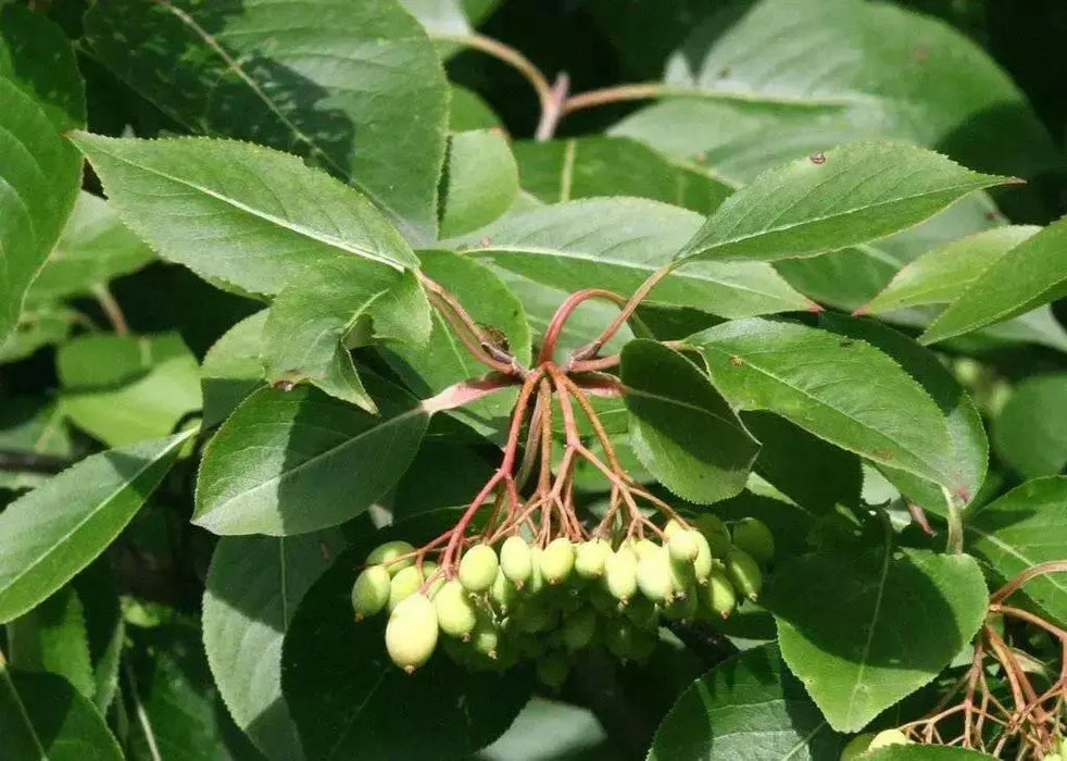 Blackhaw ,Viburnum prunifolium Tree Seeds, white flowers - Caribbean garden seed
