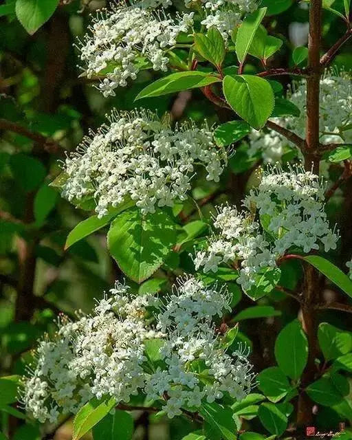 Blackhaw ,Viburnum prunifolium Tree Seeds, white flowers - Caribbean garden seed