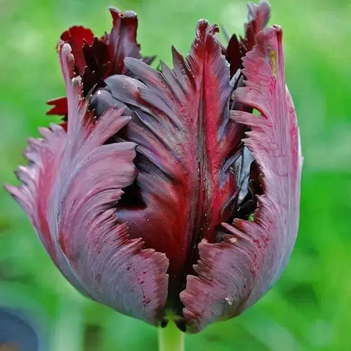 Black Parrot",Tulip Bulbs, Fall Planting Bulbs ! - Caribbean garden seed