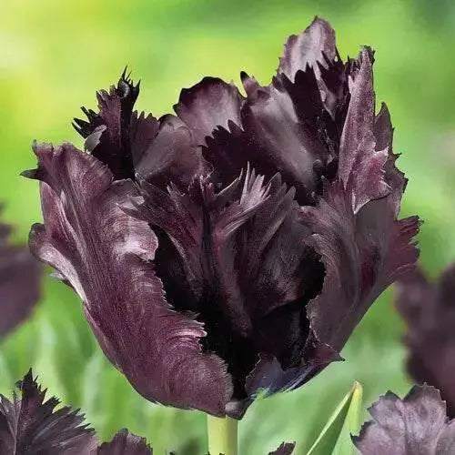 Black Parrot",Tulip Bulbs, Fall Planting Bulbs ! - Caribbean garden seed