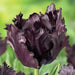 Black Parrot",Tulip Bulbs, Fall Planting Bulbs ! - Caribbean garden seed