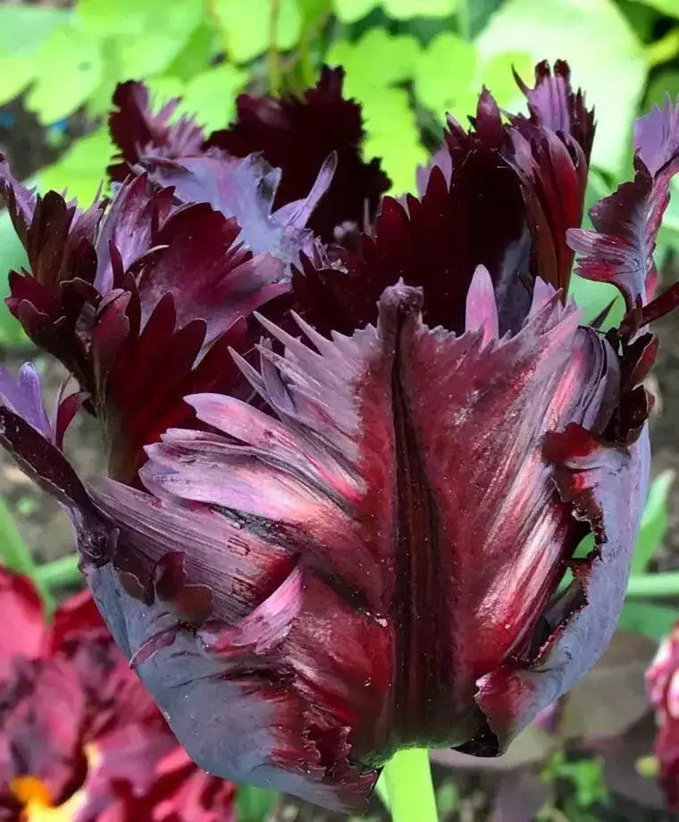 Black Parrot",Tulip Bulbs, Fall Planting Bulbs ! - Caribbean garden seed