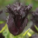 Black Parrot",Tulip Bulbs, Fall Planting Bulbs ! - Caribbean garden seed