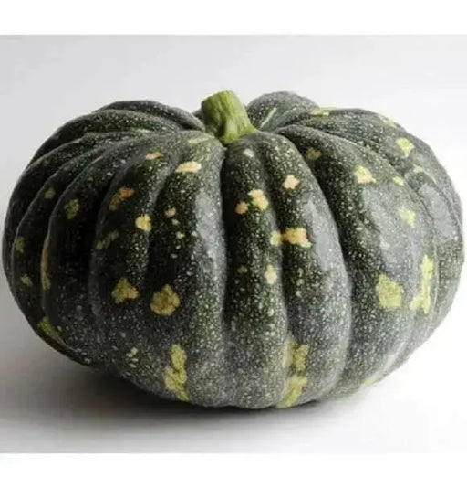 BLISS Pumpkin Seed,Cucurbita moschata, Spiciality  winter Squash - Caribbean garden seed