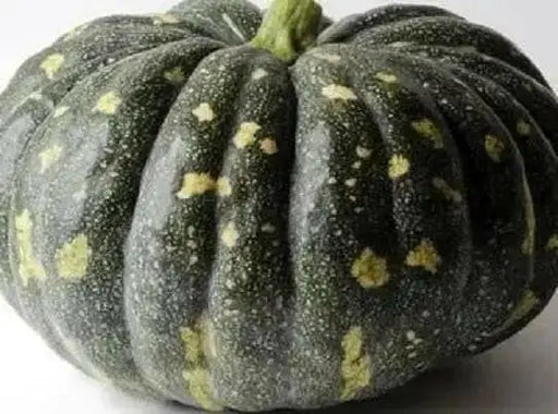 BLISS Pumpkin Seed,Cucurbita moschata, Spiciality  winter Squash - Caribbean garden seed