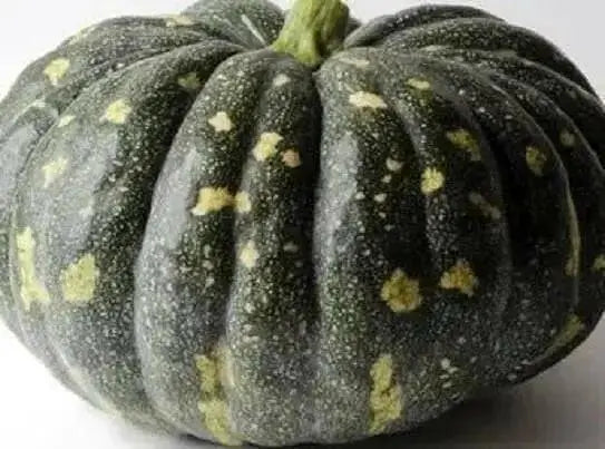 BLISS Pumpkin Seed,Cucurbita moschata, Spiciality  winter Squash - Caribbean garden seed