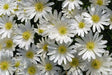 Blanda White Splendour, Anemone Bulbs, - Caribbean garden seed