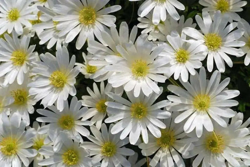 Blanda White Splendour, Anemone Bulbs, - Caribbean garden seed