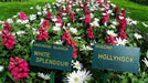 Blanda White Splendour, Anemone Bulbs, - Caribbean garden seed