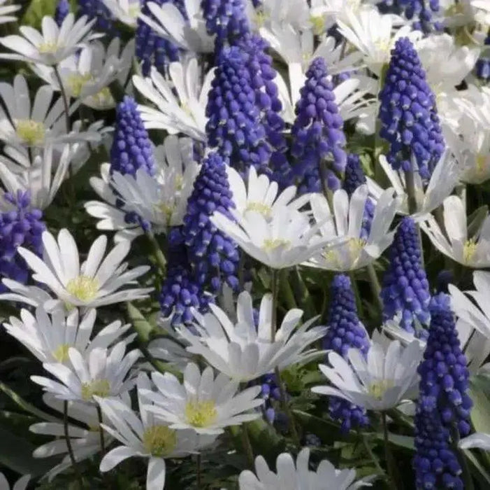 Blanda White Splendour, Anemone Bulbs, - Caribbean garden seed