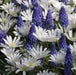 Blanda White Splendour, Anemone Bulbs, - Caribbean garden seed