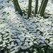 Blanda White Splendour, Anemone Bulbs, - Caribbean garden seed