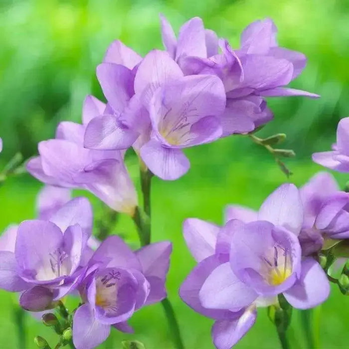 Blue /Purple Freesia Bulbs, Single Blue (Fragrant) - Caribbean garden seed