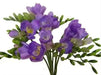 Blue /Purple Freesia Bulbs, Single Blue (Fragrant) - Caribbean garden seed