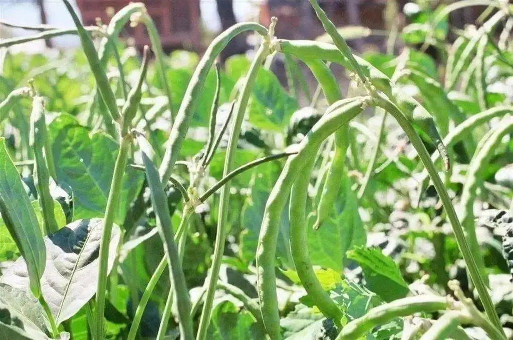 Blackeyed Pea ,Non-GMO ancient Heirloom, Southern cowpeas - Caribbean garden seed