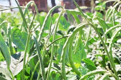 Blackeyed Pea ,Non-GMO ancient Heirloom, Southern cowpeas - Caribbean garden seed