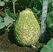BLISTER GOURD SEEDS, Apple shape,(Lagenaria siceraria) Heirloom - Caribbean garden seed