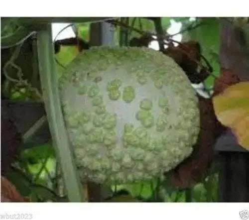 BLISTER GOURD SEEDS, Apple shape,(Lagenaria siceraria) Heirloom - Caribbean garden seed