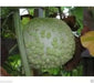 BLISTER GOURD SEEDS, Apple shape,(Lagenaria siceraria) Heirloom - Caribbean garden seed