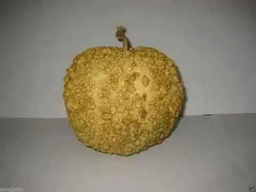 BLISTER GOURD SEEDS, Apple shape,(Lagenaria siceraria) Heirloom - Caribbean garden seed