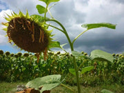 Black oil SUNFLOWER SEED (Helianthus Annuus) Microgreens, Cut flower - Caribbean garden seed