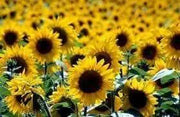 Black oil SUNFLOWER SEED (Helianthus Annuus) Microgreens, Cut flower - Caribbean garden seed