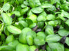 Black oil SUNFLOWER SEED (Helianthus Annuus) Microgreens, Cut flower - Caribbean garden seed