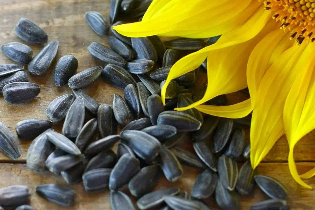 Black oil SUNFLOWER SEED (Helianthus Annuus) Microgreens, Cut flower - Caribbean garden seed