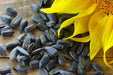 Black oil SUNFLOWER SEED (Helianthus Annuus) Microgreens, Cut flower - Caribbean garden seed