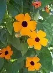 Blackeyed Susan vine (Thunbergia alata) SEEDS  HEIRLOOM- Gold - Caribbean garden seed