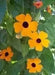 Blackeyed Susan vine (Thunbergia alata) SEEDS  HEIRLOOM- Gold - Caribbean garden seed