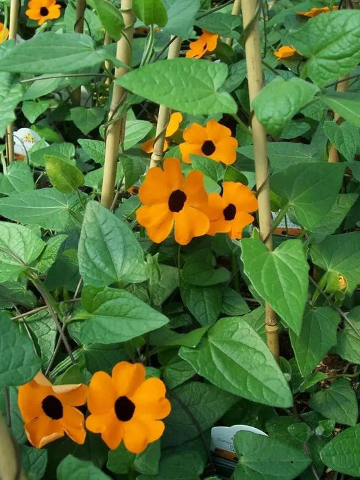 Blackeyed Susan vine (Thunbergia alata) SEEDS  HEIRLOOM- Gold - Caribbean garden seed