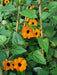 Blackeyed Susan vine (Thunbergia alata) SEEDS  HEIRLOOM- Gold - Caribbean garden seed