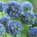Blue Allium Bulbs -ALLIUM Caeruleum ,Persian Blue - Caribbean garden seed