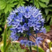 Blue Allium Bulbs -ALLIUM Caeruleum ,Persian Blue - Caribbean garden seed