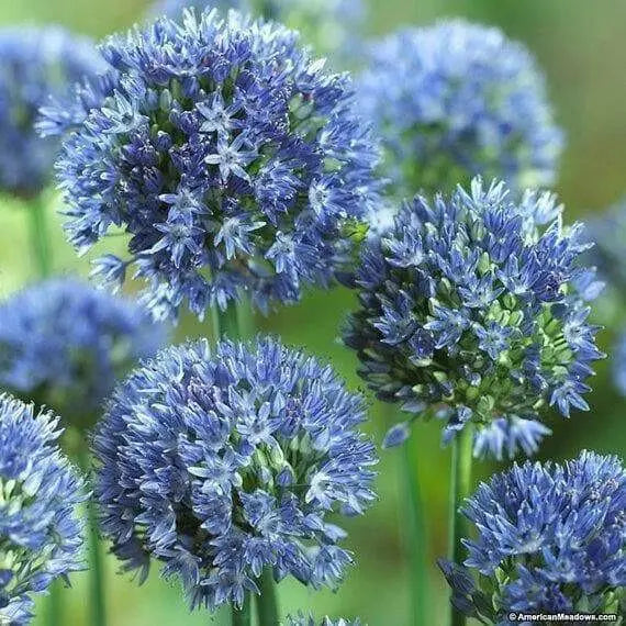 Blue Allium Bulbs -ALLIUM Caeruleum ,Persian Blue - Caribbean garden seed