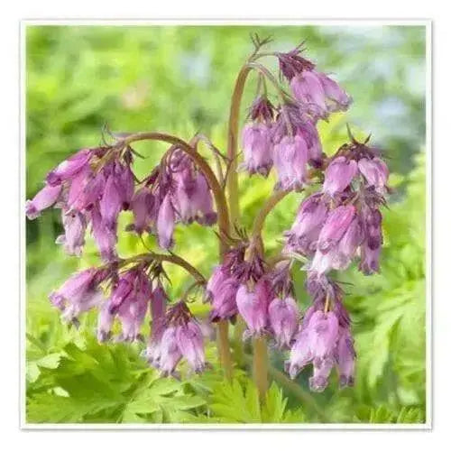 Bleeding heart,(bareroot/ PLANT) perennial flowers - Caribbean garden seed